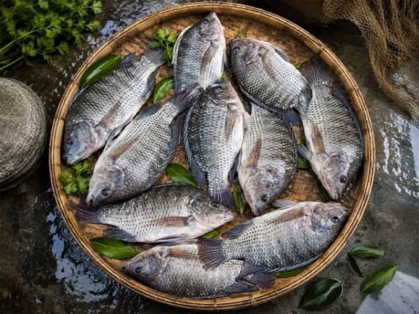 Talapia Fish