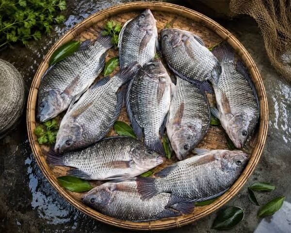 Talapia Fish